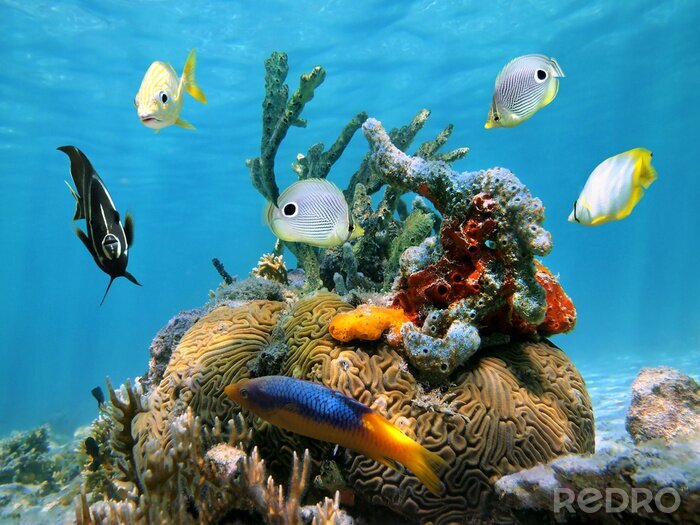 Bild Korallenriff und Schwämme