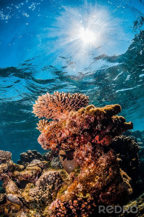 Bild Korallenriff und Sonne
