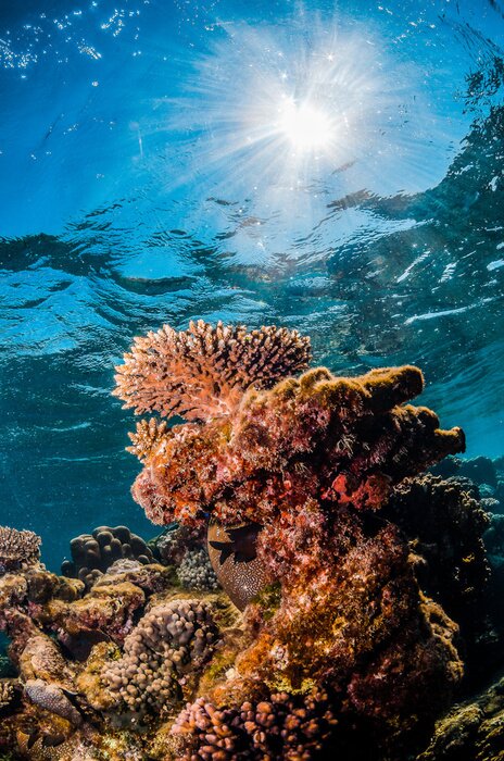 Bild Korallenriff und Sonne
