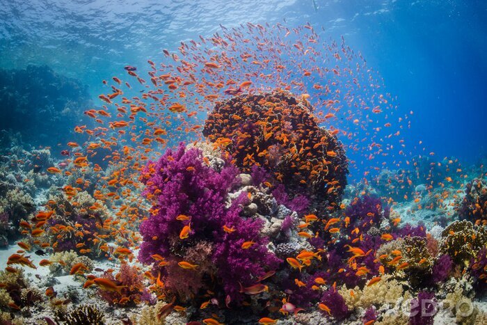 Bild Korallenriff und Unterwasserwelt
