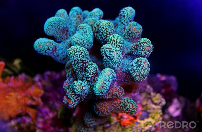 Bild Korallentier in Blautönen