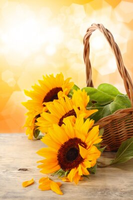 Bild Korb mit Sonnenblumen