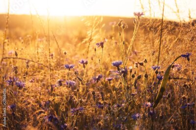 Kornblumen auf einem Feld in den Sonnenstrahlen