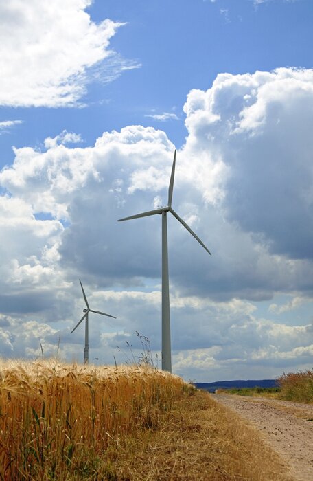 Bild Kornfeld und Windräder