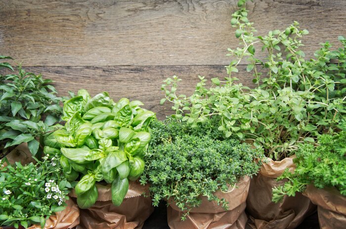 Bild Kräuter in Pflanzen Töpfe mit Kopie Raum