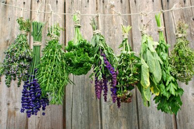 Kräuter zum Trocknen