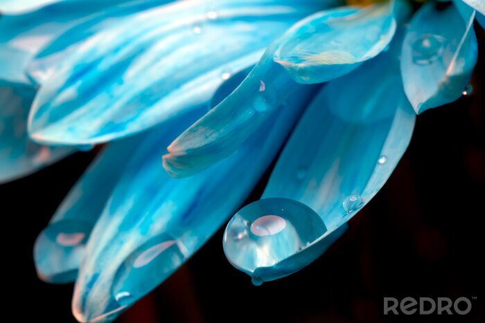 Bild Kronblätter und Wassertropfen