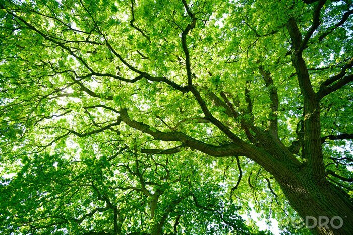 Bild Krone alter eiche