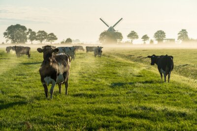 Bild Kühe auf einer Weide mit Morgennebel im Hintergrund