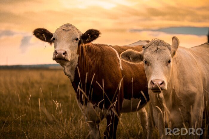 Bild Kühe vor dem Hintergrund des Sonnenuntergangs