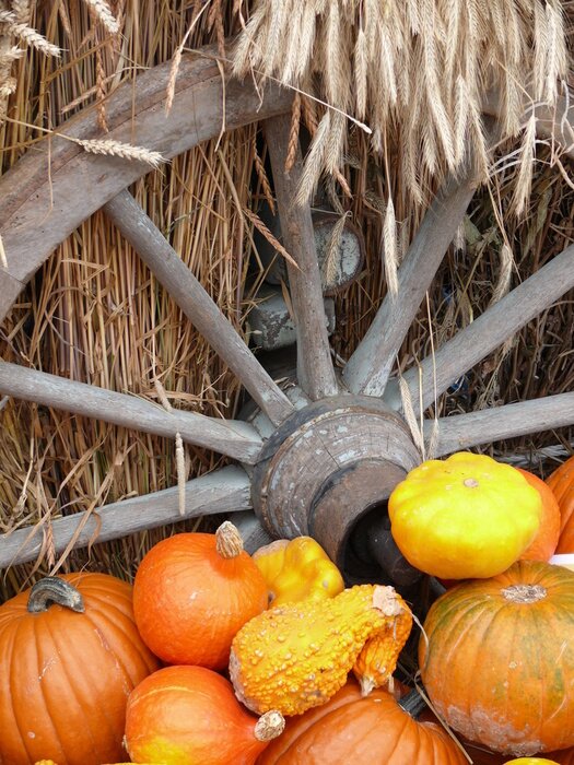 Bild Kürbis und Müsli