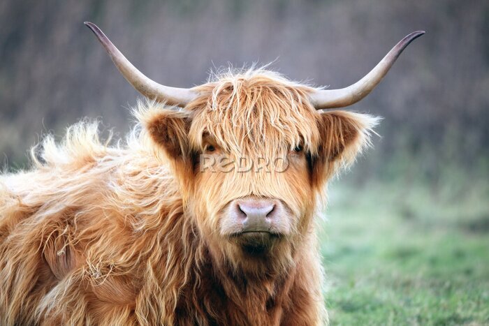 Bild Kuh auf der Isle of Skye in Schottland