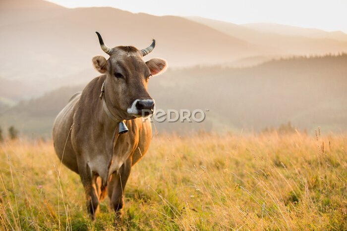 Bild Kuh auf der Weide in den Bergen bei Sonnenuntergang