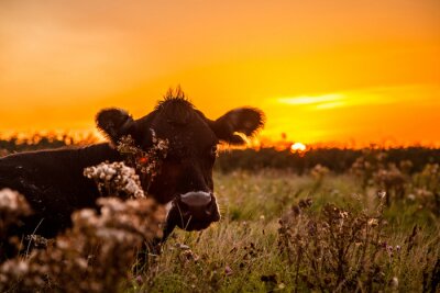 Bild Kuh auf einer Wiese mit einem schönen Sonnenuntergang im Hintergrund