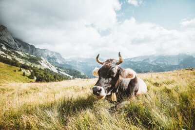 Bild Kuh vor dem Hintergrund einer Berglandschaft