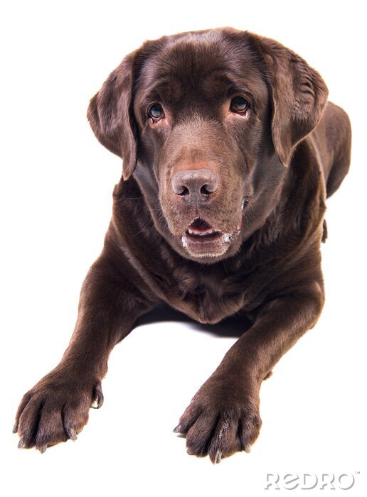 Bild Labrador auf weißem Hintergrund