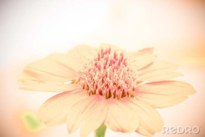 Bild Lachsfarbene Blüte auf einer Makrofotografie