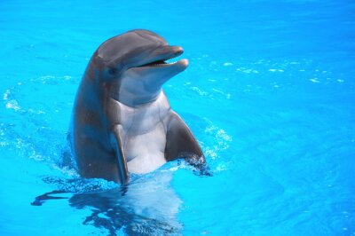 Bild Lächelnder Delfin im Wasser