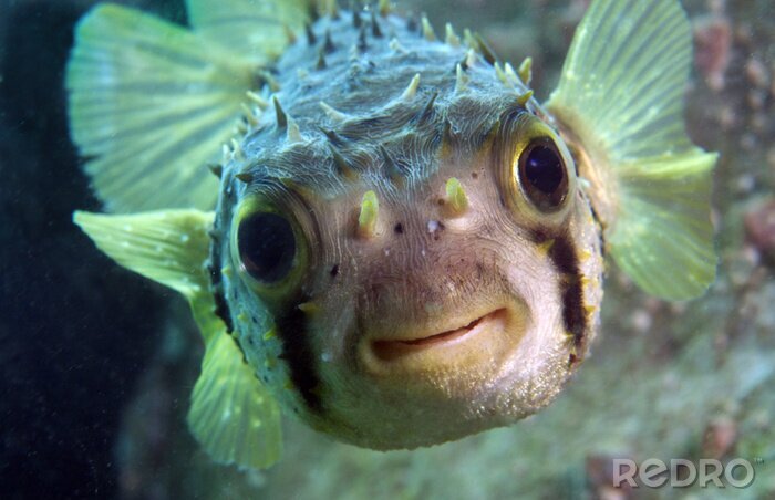 Bild Lächelnder Fisch