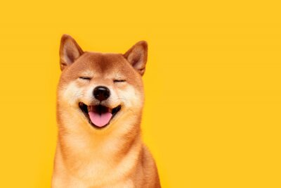Bild Lächelnder Hund