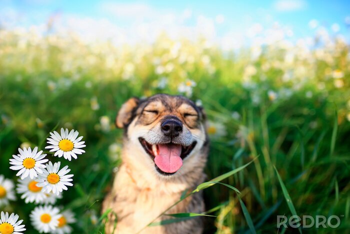 Bild Lächelnder Hund in Blumen