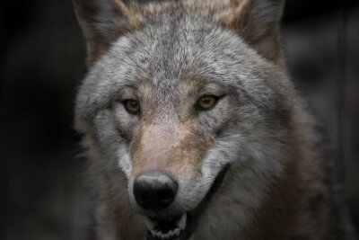 Bild Lächelnder Wolf
