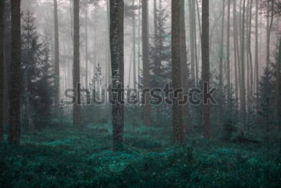 Bild Landschaft der Bäume im Wald