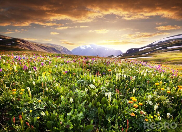 Bild Landschaft der Bergwiesen