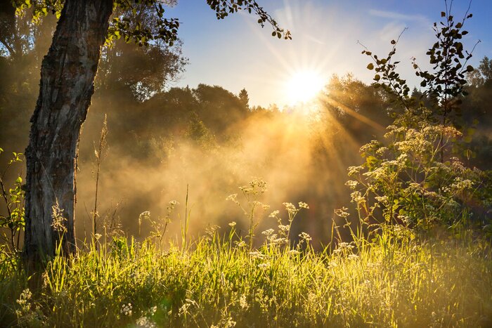 Bild Landschaft einer Wiese mit Sonnenaufgang