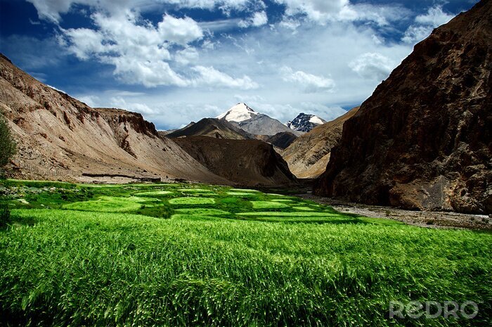 Bild Landschaft grün saftig von Wiesen