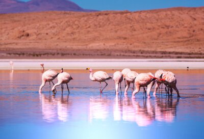 Landschaft mit Flamingos im Wasser