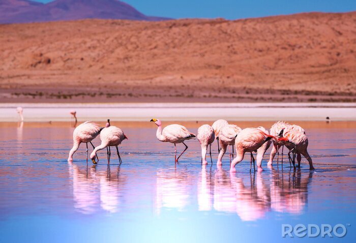 Bild Landschaft mit Flamingos im Wasser