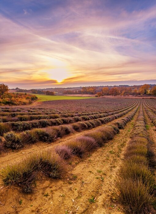 Bild Landschaft mit Himmel und Lavendel