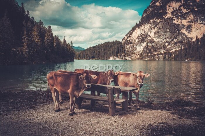 Bild Landschaft mit Kühen vor dem Hintergrund eines Bergsees