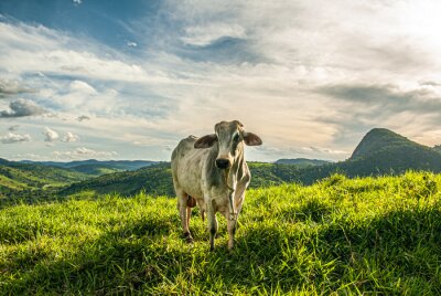 Bild Landschaft mit Kuh auf einer grünen Weide