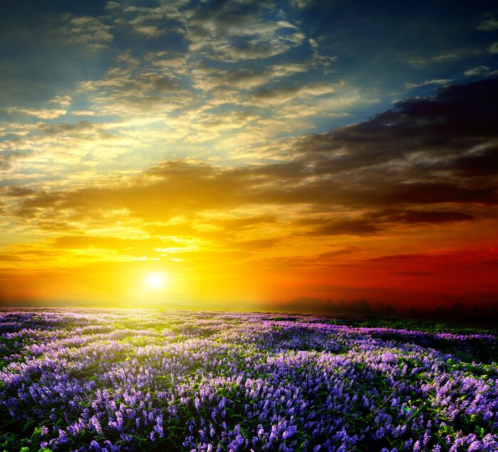 Bild Landschaft mit Lavendel