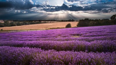 Landschaft mit Lavendel und einem schönen Himmel