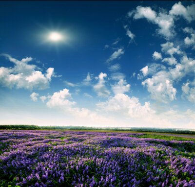 Bild Landschaft mit Lavendelfeld