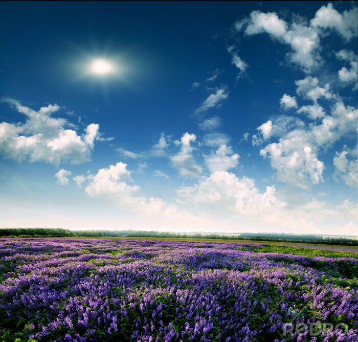 Bild Landschaft mit Lavendelfeld