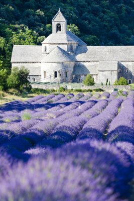 Bild Landschaft mit provenzalischem Lavendel