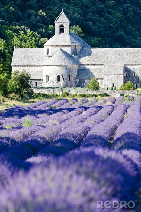 Bild Landschaft mit provenzalischem Lavendel
