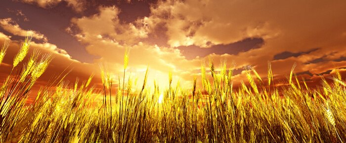 Bild Landschaft mit Weizenfeld