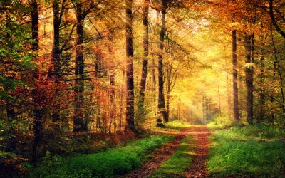 Landschaft Wald in Herbstfarben