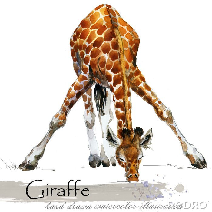 Bild Lange Beine der Giraffe