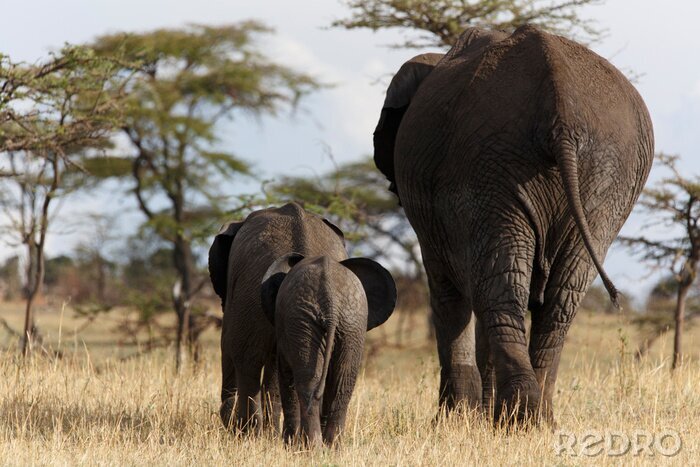 Bild Laufende Elefanten