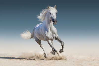 Laufendes weißes Pferd am Sand