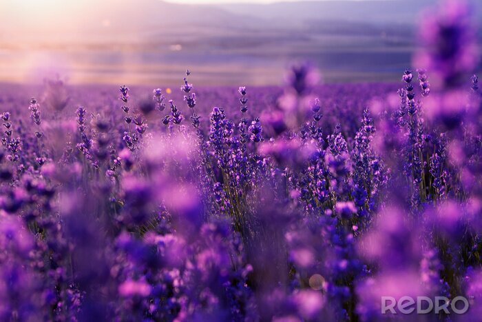 Bild Lavendel auf dem Feld in Frankreich