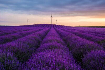 Bild Lavendel auf dem Hintergrund von Windmühlen