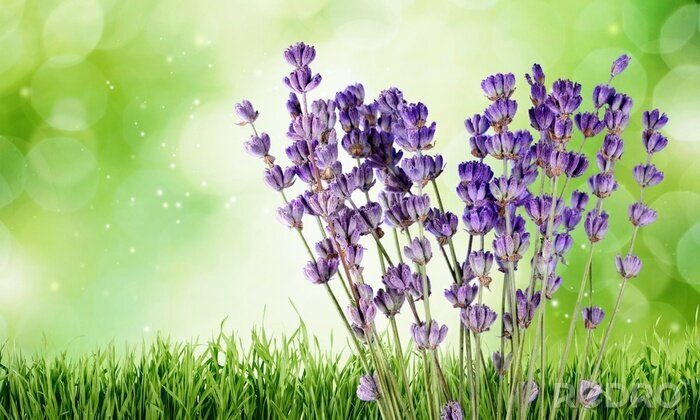 Bild Lavendel auf grünem Hintergrund