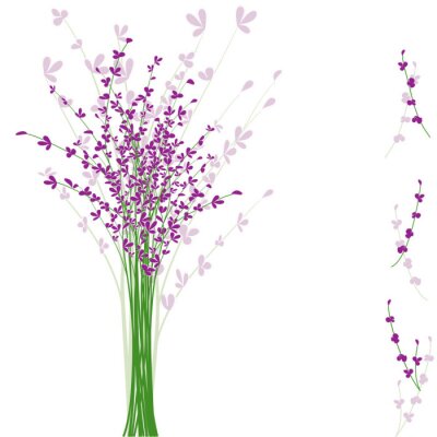 Lavendel auf weißem Hintergrund